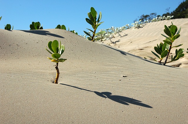 Clima. Siccità, piano d'emergenza Fao per l'Etiopia