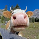 In passerella mucche, capre e compagnia