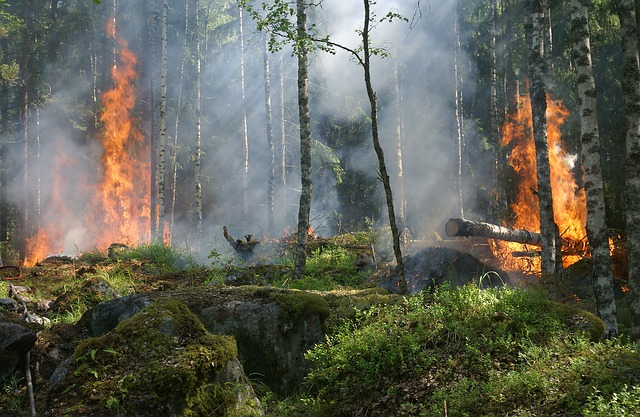 E' nato il Comando per la tutela forestale, ambientale e agroalimentare