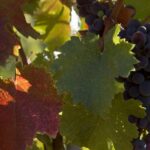 Vino, registrati 10 nuovi vitigni