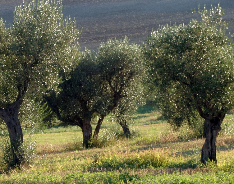 Xylella, la Conferenza Regioni chiede modifiche al decreto