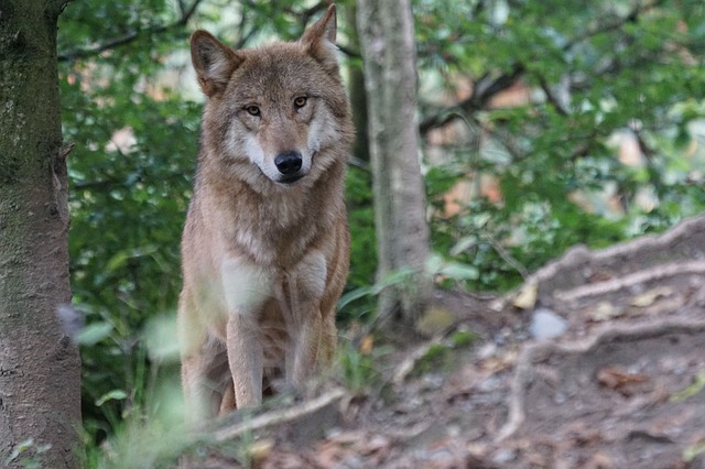 Lupi nelle Marche. Censiti 140-160 animali, suddivisi in 28 nuclei familiari