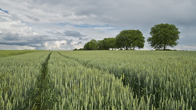 E' stato approvato in Conferenza Stato Regioni il Piano Strategico nazionale del biologico. Ne ha dato notizia il Ministero delle politiche agricole alimentari e forestali. Il Piano prevede una serie di obiettivi mirati per la crescita del settore, sia in termini di mercato che di superficie dedicata all’agricoltura biologica, da raggiungere entro il 2020 attraverso un set di azioni specifiche. “L’approvazione del Piano rappresenta un passaggio importante per un settore sempre più strategico per tutto il Paese, come ci dimostrano anche i consumi interni che nell’ultimo anno sono aumentati in modo esponenziale segnando + 20%. In questo momento di forte crescita è fondamentale quindi mettere in campo – ha commentato il Ministro Maurizio Martina - una strategia di insieme e a lungo termine, in grado di dare un indirizzo preciso allo sviluppo del biologico così da coordinare al meglio le politiche di sostegno e dare allo stesso tempo risposte concrete alle esigenze degli operatori”. “Partendo dalla particolare fase di sviluppo dell’agricoltura biologica in Italia e in stretto raccordo con il tavolo di filiera del biologico, abbiamo definito – ha dichiarato il Viceministro alle politiche agricole con delega al biologico, Andrea Olivero - le linee guida strategiche per favorire e indirizzare uno sviluppo armonico del settore in Italia. Il lavoro, che ha tratto linfa dal confronto e dalla partecipazione che abbiamo avuto in Expo 2015, ha aperto un dibattito specifico sul tema, con l’obiettivo di mettere a sistema le scelte politiche per il comparto, un approccio che può essere sintetizzato in quattro principi: coordinamento delle iniziative di sviluppo, tutela del consumatore, semplificazione e ricerca. Con questo lavoro corale davvero l’agricoltura biologica cambia passo”. LE AZIONI DEL PIANO STRATEGICO NAZIONALE Il piano prevede dieci azioni, di seguito gli obiettivi principali. AZIONE 1 - BIOLOGICO NEI PIANI DI SVILUPPO RURALE - Uniformare le modalità di applicazione della misura di sostegno all’agricoltura bio prevista dai PSR tra le diverse Regioni italiane. Indirizzare a favore del settore anche altre azioni previste dai PSR. Particolare attenzione viene data alla formazione specifica per diffondere l’approccio agro-ecologico. AZIONE 2 - POLITICHE DI FILIERA - Favorire l’aggregazione del mondo della produzione e le relazioni stabili con gli altri attori del comparto, trasformazione, distribuzione e commercio attraverso la realizzazione di specifiche forme associative. AZIONE 3 - BIOLOGICO MADE IN ITALY E COMUNICAZIONE ISTITUZIONALE - Valutare l’opportunità dell’introduzione di un segno distintivo e promuovere il bio Made in Italy attraverso il piano di internazionalizzazione dell’agro-alimentare. Sviluppare campagne di informazione specifiche per l’agricoltura biologica, utilizzando anche il web. AZIONE 4 - BIOLOGICO E GREEN PUBLIC PROCUREMENT - Stimolare l’utilizzo dei prodotti biologici nella ristorazione ospedaliera e nelle mense scolastiche, e l’applicazione del metodo biologico anche nella gestione del verde delle aree pubbliche. AZIONE 5 - SEMPLIFICAZIONE DELLA NORMATIVA SUL BIOLOGICO - Favorire la semplificazione della normativa di settore, anche sulla base delle novità legislative Ue, attraverso il coinvolgimento delle Amministrazioni regionali. AZIONE 6 - FORMAZIONE, INFORMAZIONE E TRASPARENZA - Istituzione di percorsi formativi sull’agricoltura biologica in ambito universitario e corsi di aggiornamento per i docenti anche nelle scuole superiori. Rafforzamento dei servizi del SINAB per migliorare la disponibilità di informazioni relative al settore. AZIONE 7 - BIOLOGICO PAPER LESS – INFORMATIZZAZIONE - Sviluppare il SIB - Sistema di Informazione del Biologico, in linea con quanto previsto dal Piano Agricoltura 2.0, per favorire la connessione con le altre banche dati utili per il settore con l’obiettivo di semplificare le procedure a carico degli operatori. AZIONE 8 - REVISIONE NORMATIVA SUI CONTROLLI (D.LGS 220/95) - Migliorare l’efficacia del sistema di controllo e certificazione in Italia a garanzia delle imprese biologiche e dei consumatori. AZIONE 9 CONTROLLO ALLE IMPORTAZIONI - Intensificare le attività di controllo e certificazione del prodotto biologico in entrata da paesi terzi anche con un maggiore coinvolgimento delle Dogane e con l’utilizzo di strumenti informatici evoluti per favorire un rapido scambio di informazioni. AZIONE 10 - PIANO PER LA RICERCA E L’INNOVAZIONE IN AGRICOLTURA BIOLOGICA - Predisposizione di un piano nazionale per la ricerca e l’innovazione in agricoltura biologica. Costituzione di un comitato permanente di coordinamento per la ricerca in agricoltura biologica e biodinamica, con gli enti vigilati dal Mipaaf, ed il coinvolgimento delle Regioni e delle rappresentanze del settore. IL BIOLOGICO IN ITALIA I NUMERI DEL BIO - Oltre 1.3 milioni ettari di superficie, più di 55.000 operatori, con un fatturato di quasi 4 miliardi di Euro. Nell’ultimo anno i consumi interni di prodotti biologici hanno registrato un incremento del 20%. LA RICERCA - Oltre agli incentivi che i PSR prevedono per la ricerca, la Legge 488/99 (finanziaria del 2000) ha istituito il Fondo per la ricerca nel settore dell'agricoltura biologica e di qualità, alimentato dalle entrate derivanti dal versamento di contributi, nella misura del 2% del fatturato dell’anno precedente, relativo alla vendita di prodotti fitosanitari, di fertilizzanti di sintesi e di presidi sanitari. La dotazione media annuale è di circa 3 milioni di euro e sono attualmente in corso 17 progetti nazionali e 7 internazionali. I CONTROLLI – Per la tutela del consumatore e la garanzia della concorrenza leale, il sistema dei controlli sul biologico svolti dall’Ispettorato repressione frodi – ICQRF - prevede verifiche in tutte le fasi della filiera, dalla produzione alla commercializzazione con prelievo e analisi di campioni. Nel 2015 l’Ispettorato ha effettuato 2.074 controlli, con una verifica per quasi 2.700 prodotti e 1.700 operatori.