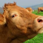 Latte, il Mipaf propone all'Europa origine obbligatorio in etichetta per latte e formaggi