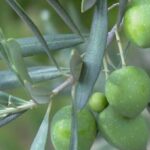 Xylella, i trattamenti non la eliminano dagli olivi, ma possono ridurre i sintomi