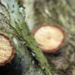 Energia. Ok alla norma del collegato agricolo che permette l’impiego delle potature del verde a fini energetici