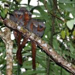 zogue_zogue_rabo_de_fogo_callicebus_miltoni_small